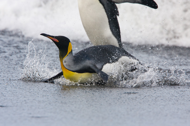 King Penguin Arriving On Beach